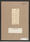 Navicula sp. (de-Toni-Nr.: Genus 1) Zeichnungen Sammlung Grunow Nr. 1636 (NHMW-BOT-W0368012)